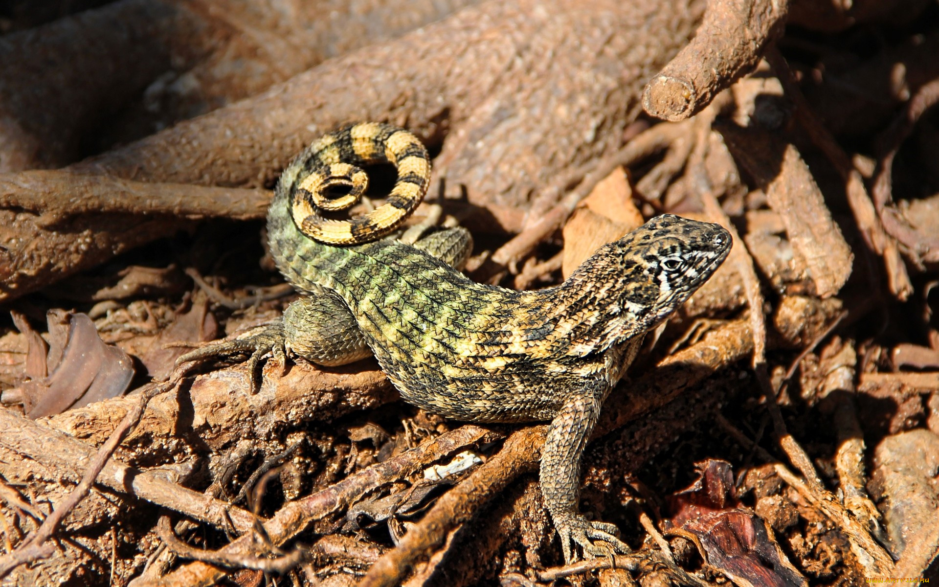животные, ящерицы, , игуаны, , вараны, ящерица, бревна, хворост