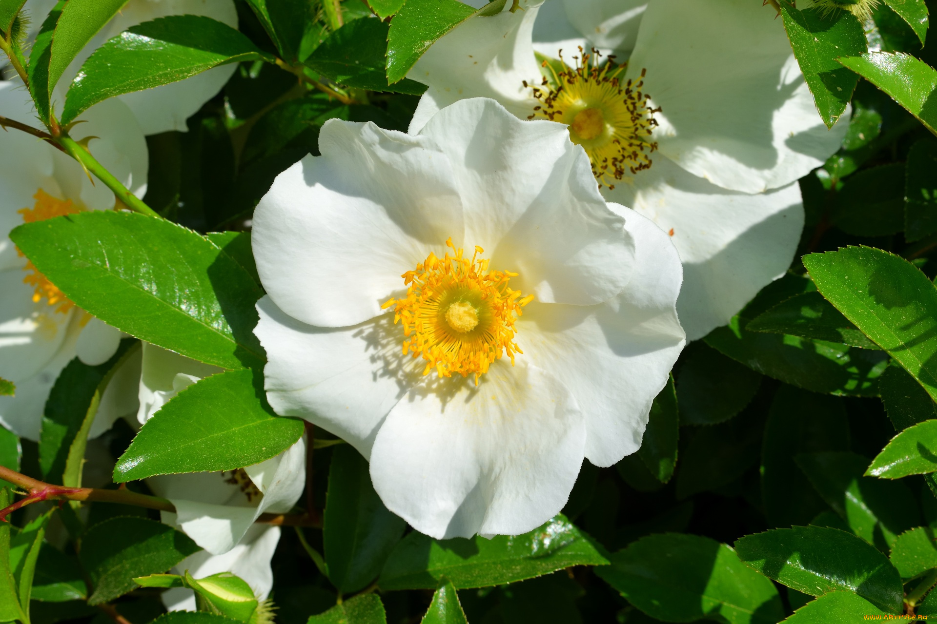 цветы, шиповник, листья, белый