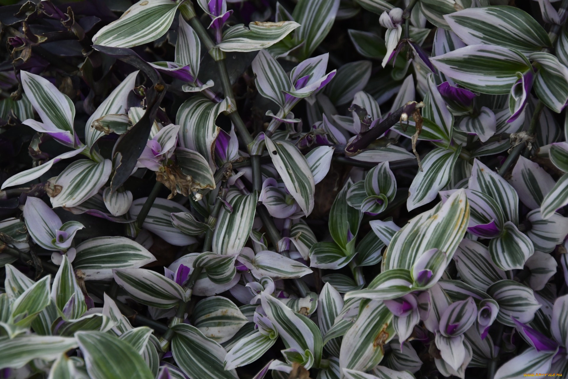 цветы, традесканции, полосатые, листья