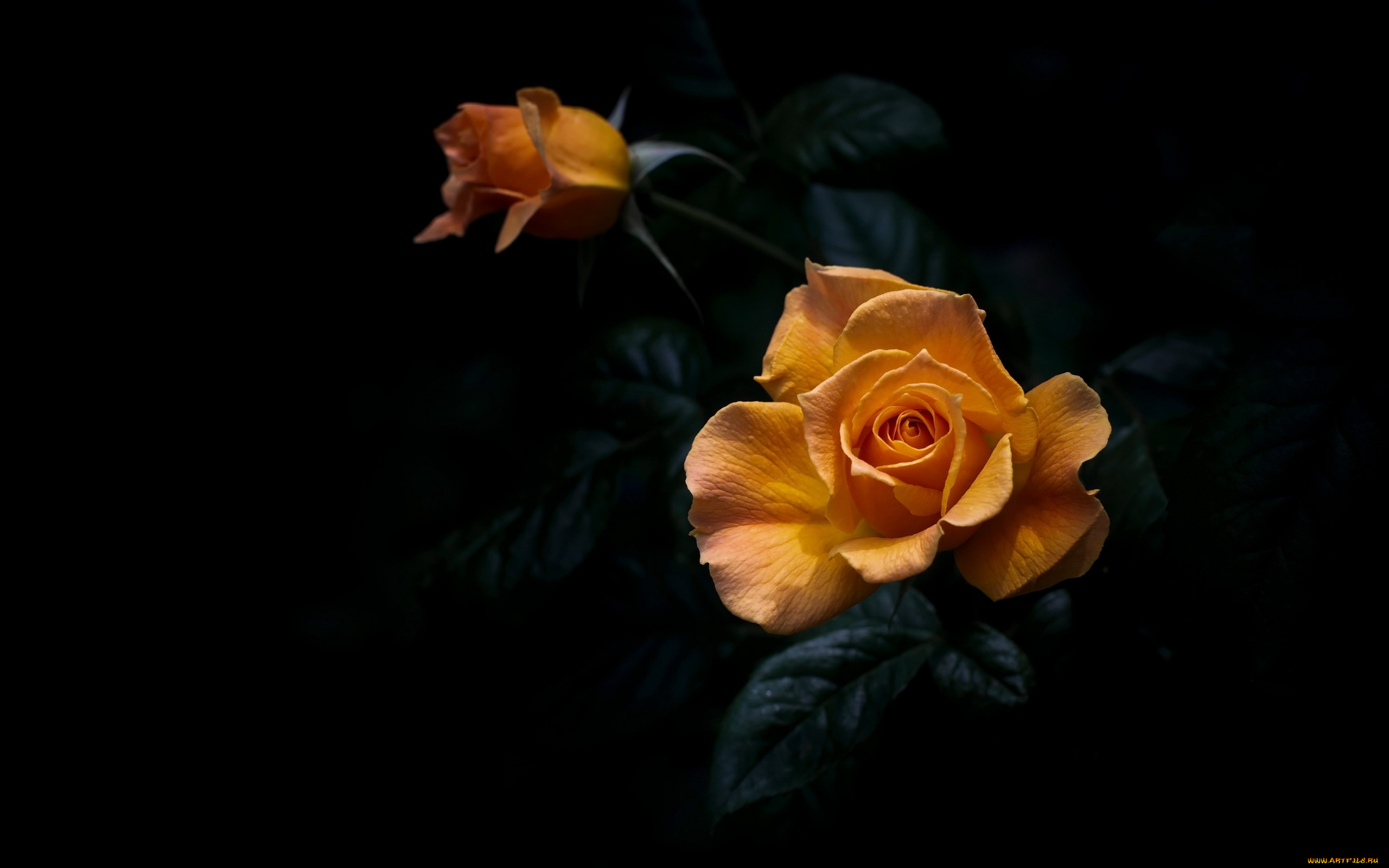 цветы, розы, желтая, роза, бутон