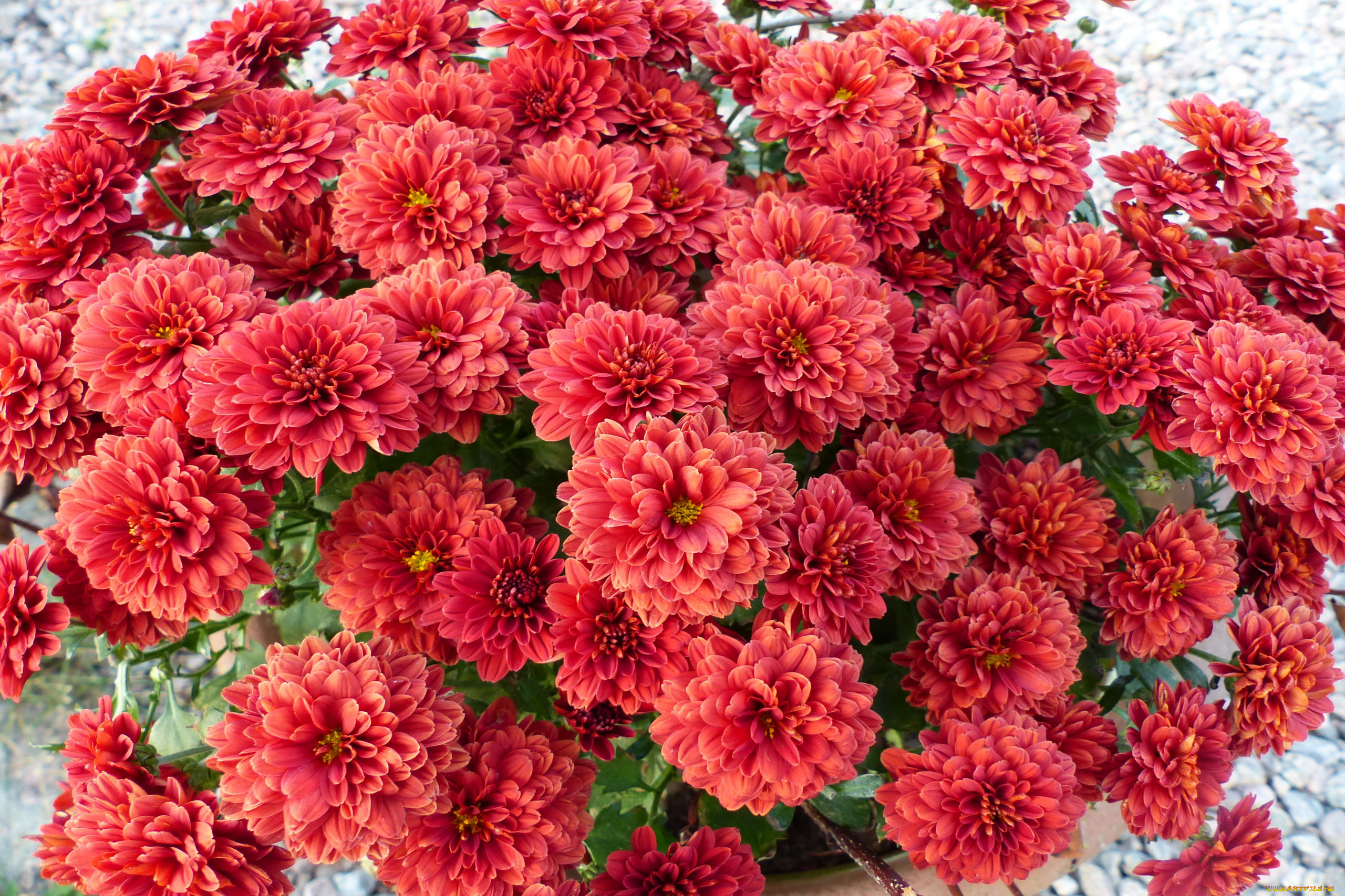 цветы, хризантемы, много