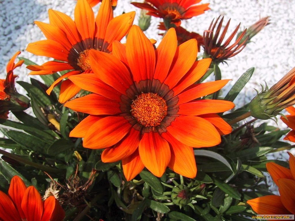 цветы, газания