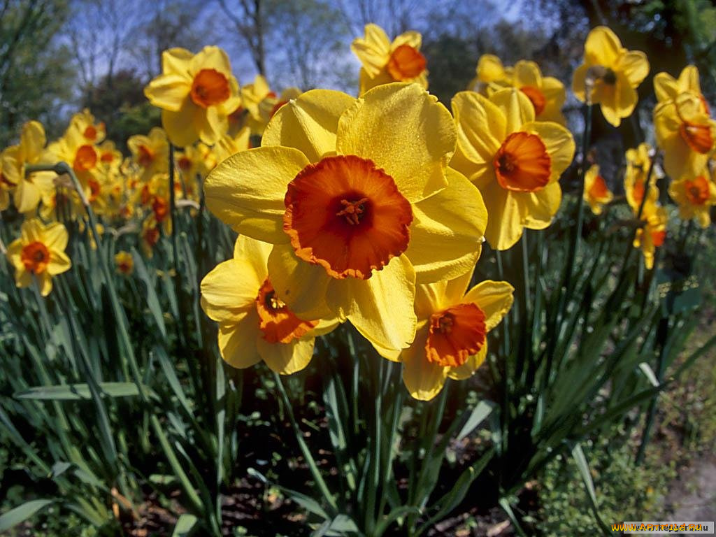 цветы, нарциссы