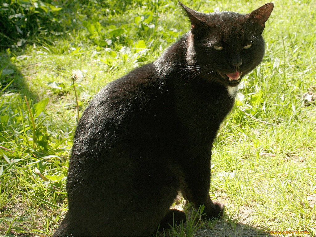 животные, коты