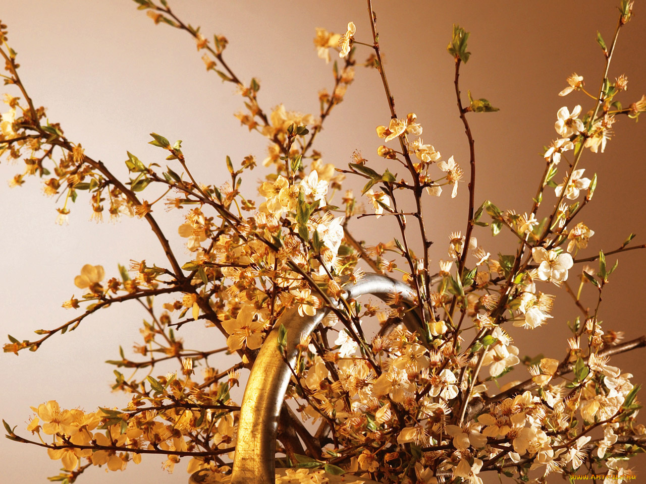 цветы, цветущие, деревья, кустарники