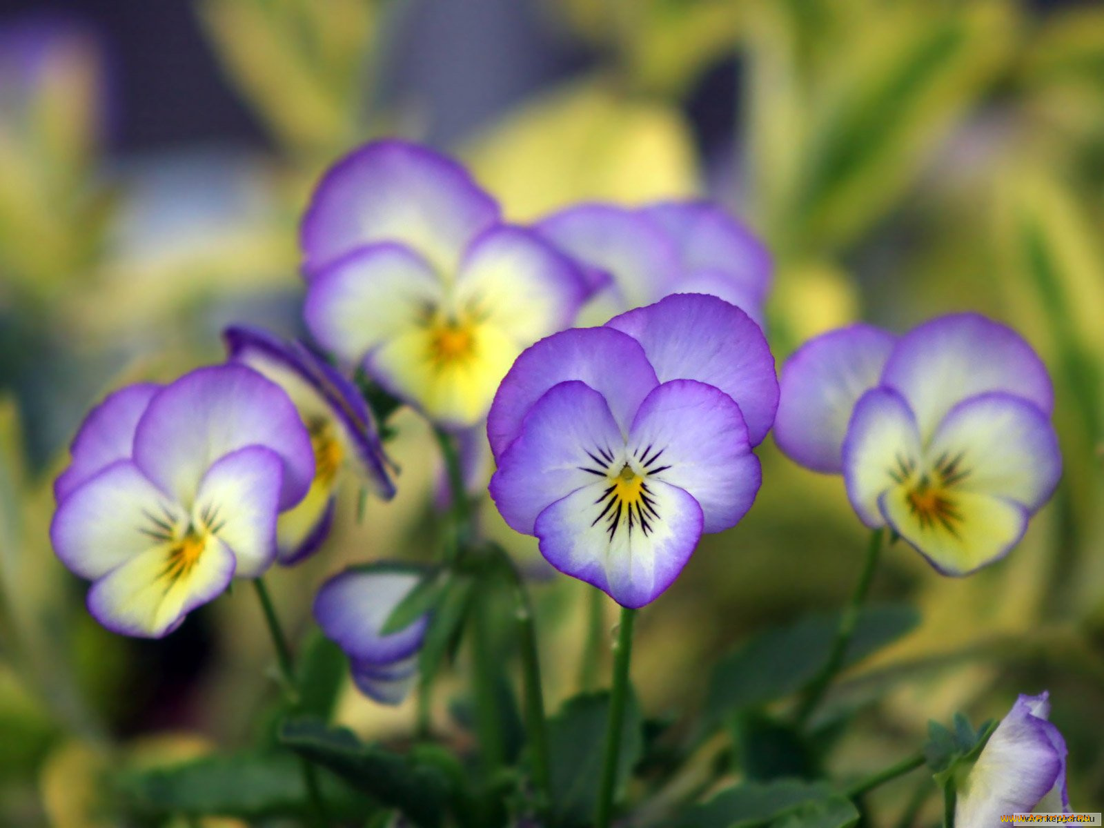 цветы, анютины, глазки, садовые, фиалки