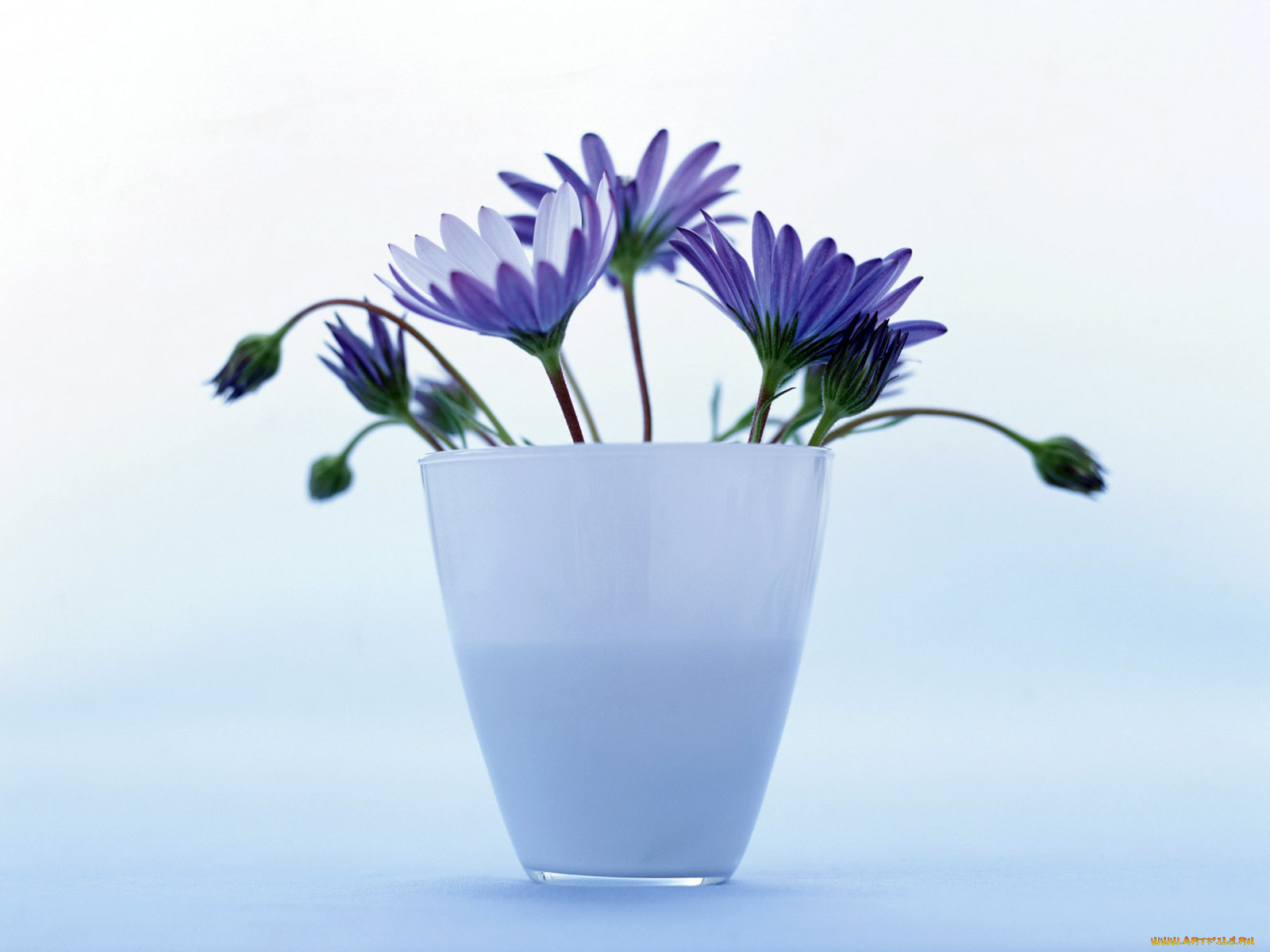 homeflower, цветы, диморфотеки