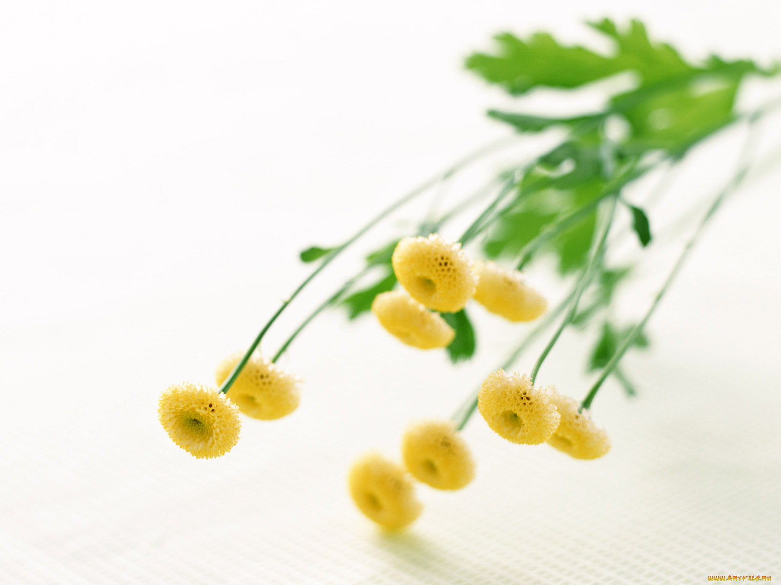 homeflower, цветы, хризантемы