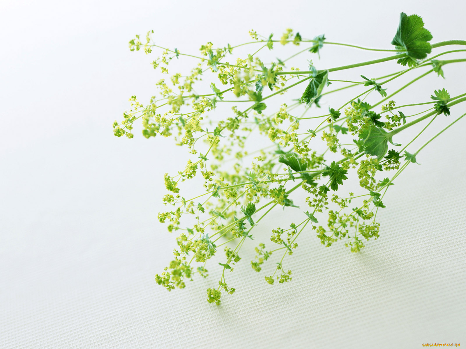 homeflower, цветы, луговые, полевые