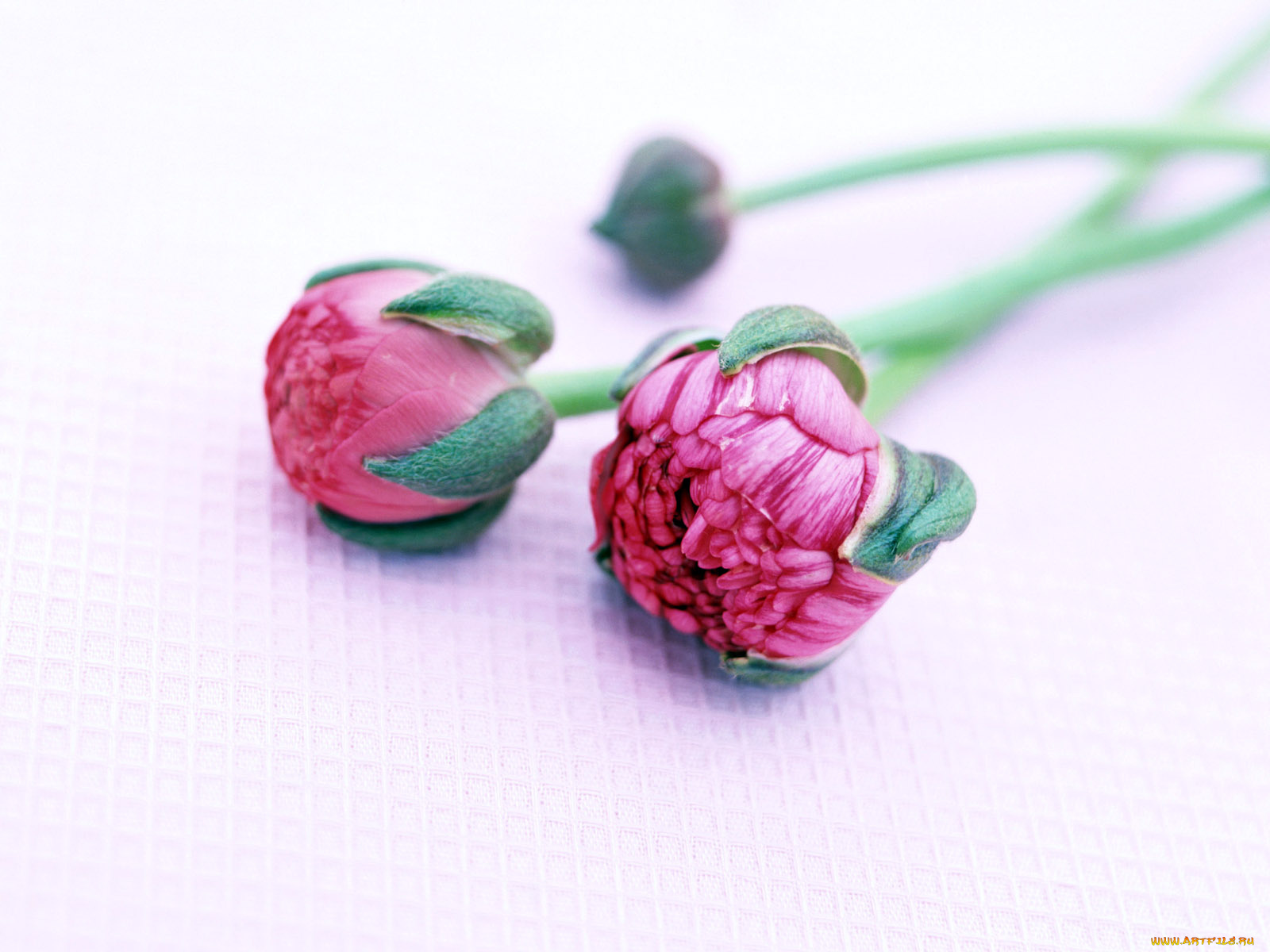 homeflower, цветы, ранункулюс, азиатский, лютик