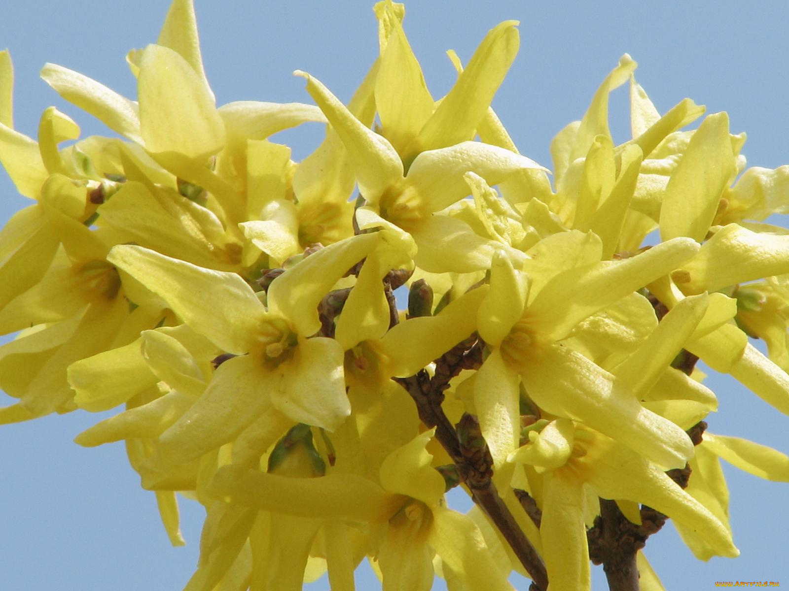 цветы, цветущие, деревья, кустарники