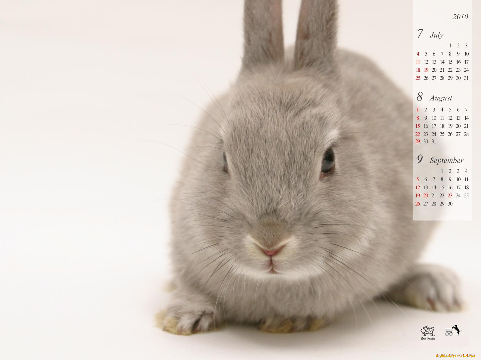 календари, животные