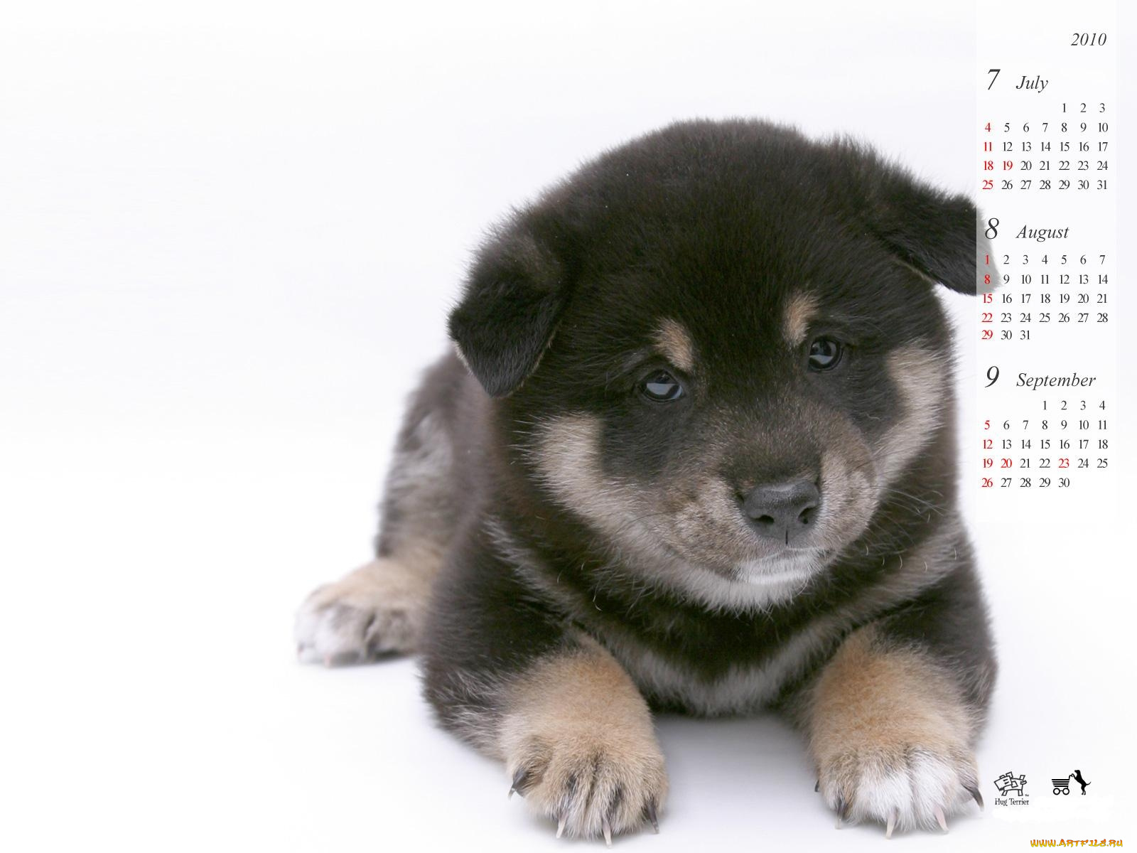 календари, животные