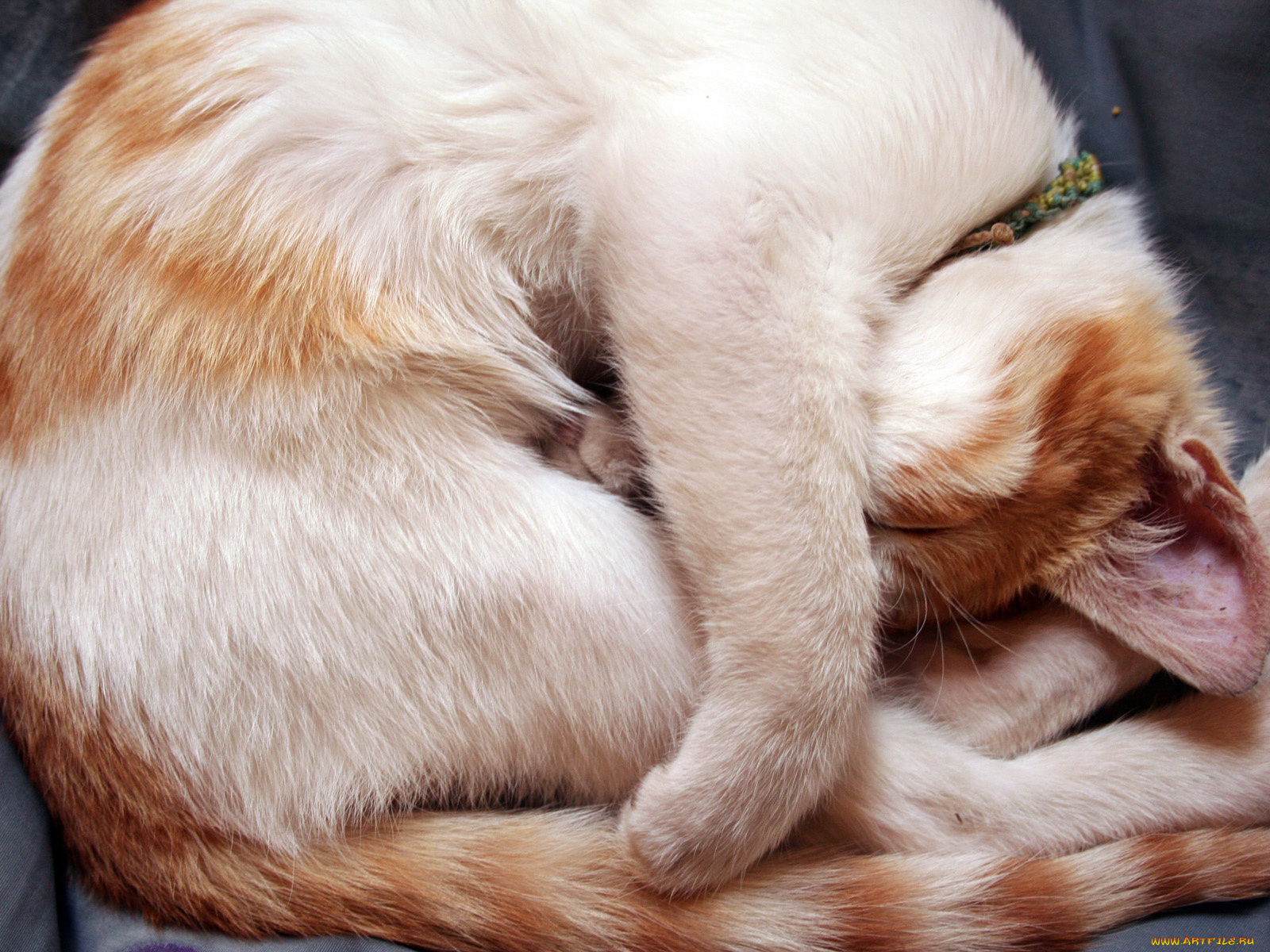 животные, коты