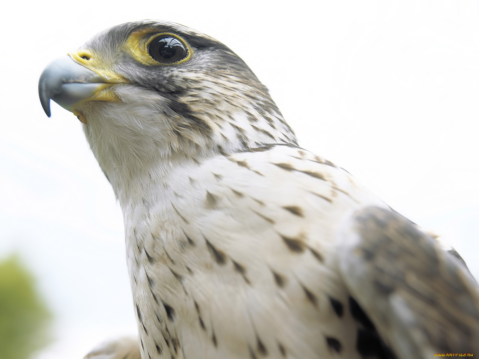 животные, птицы, хищники