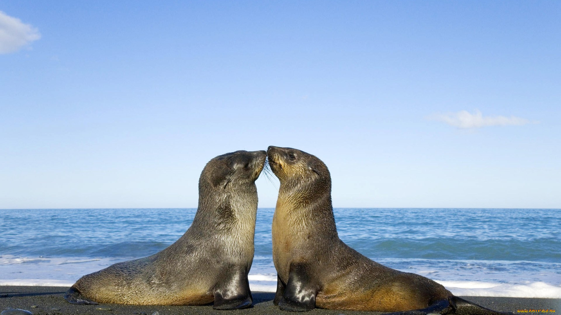 животные, тюлени, морские, львы, котики