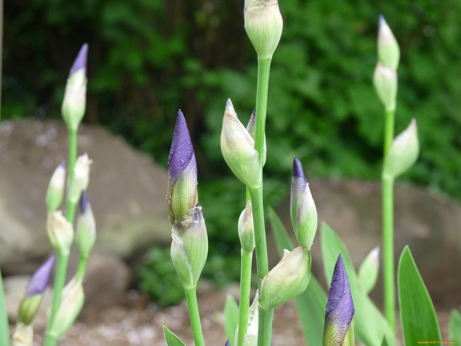 цветы, ирисы