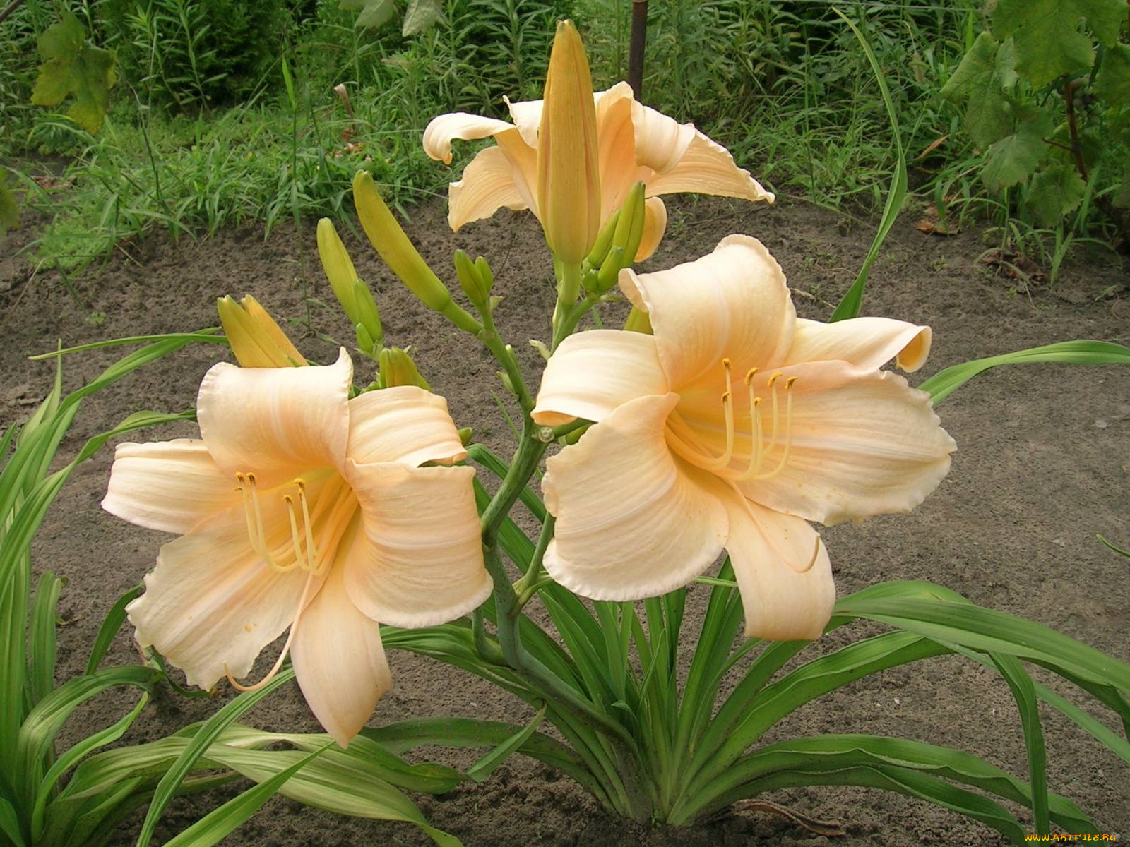 цветы, лилии, лилейники, лилия