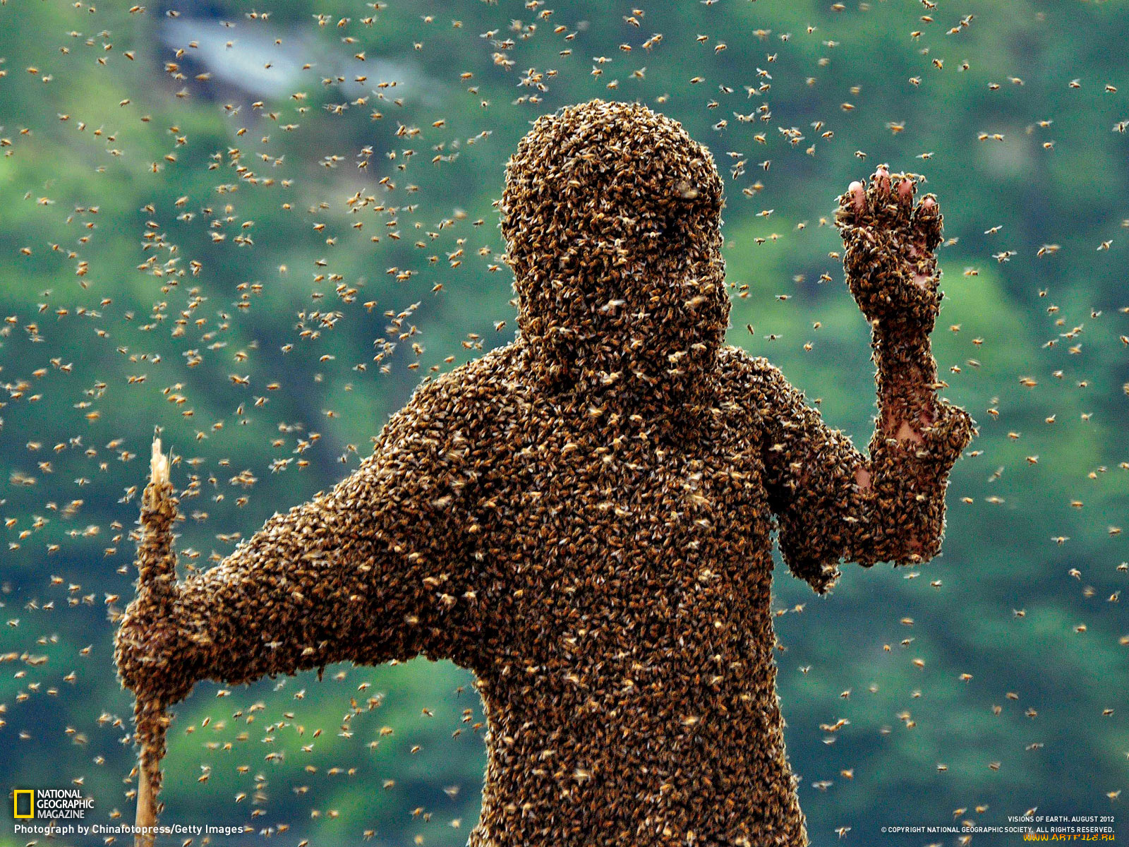 животные, пчелы, осы, шмели