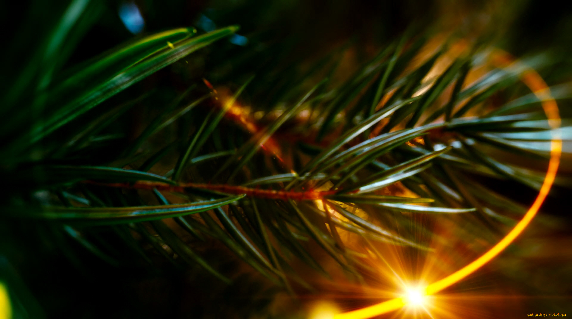 Ёлки, кино, фильмы, елки, ветка, ёлка, лучи, хвоя