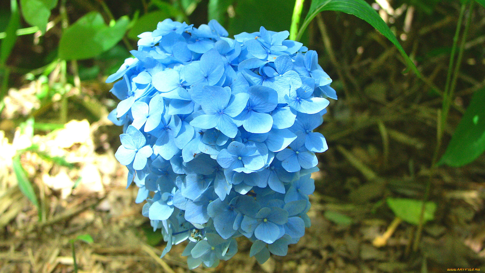 цветы, гортензия