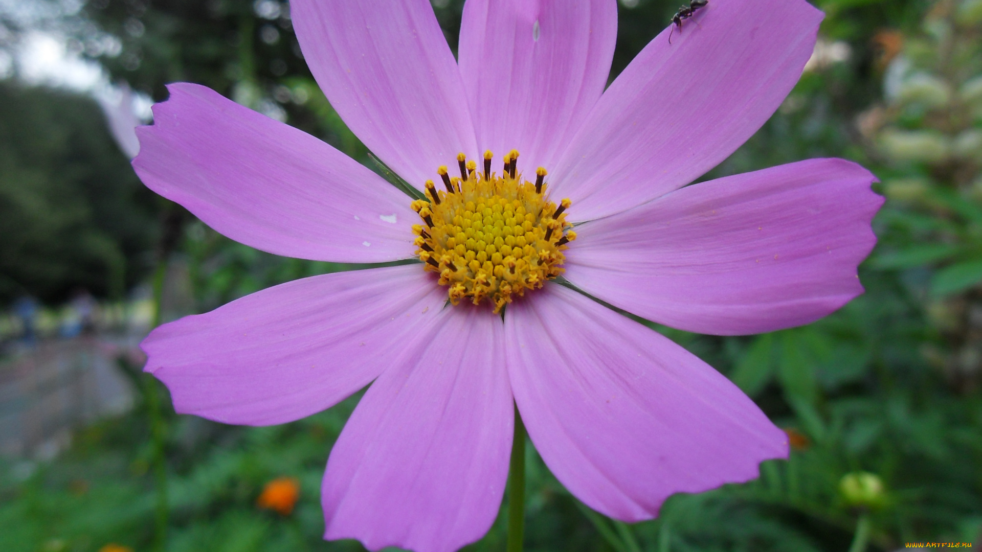 цветы, космея