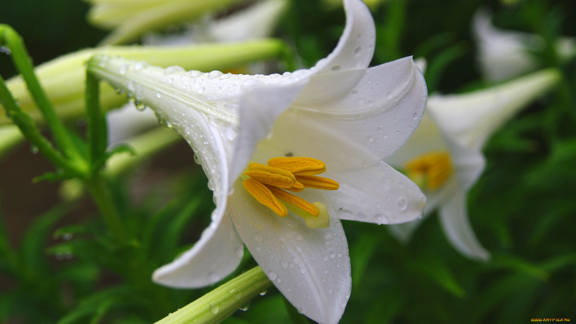 цветы, лилии, лилейники, цветок