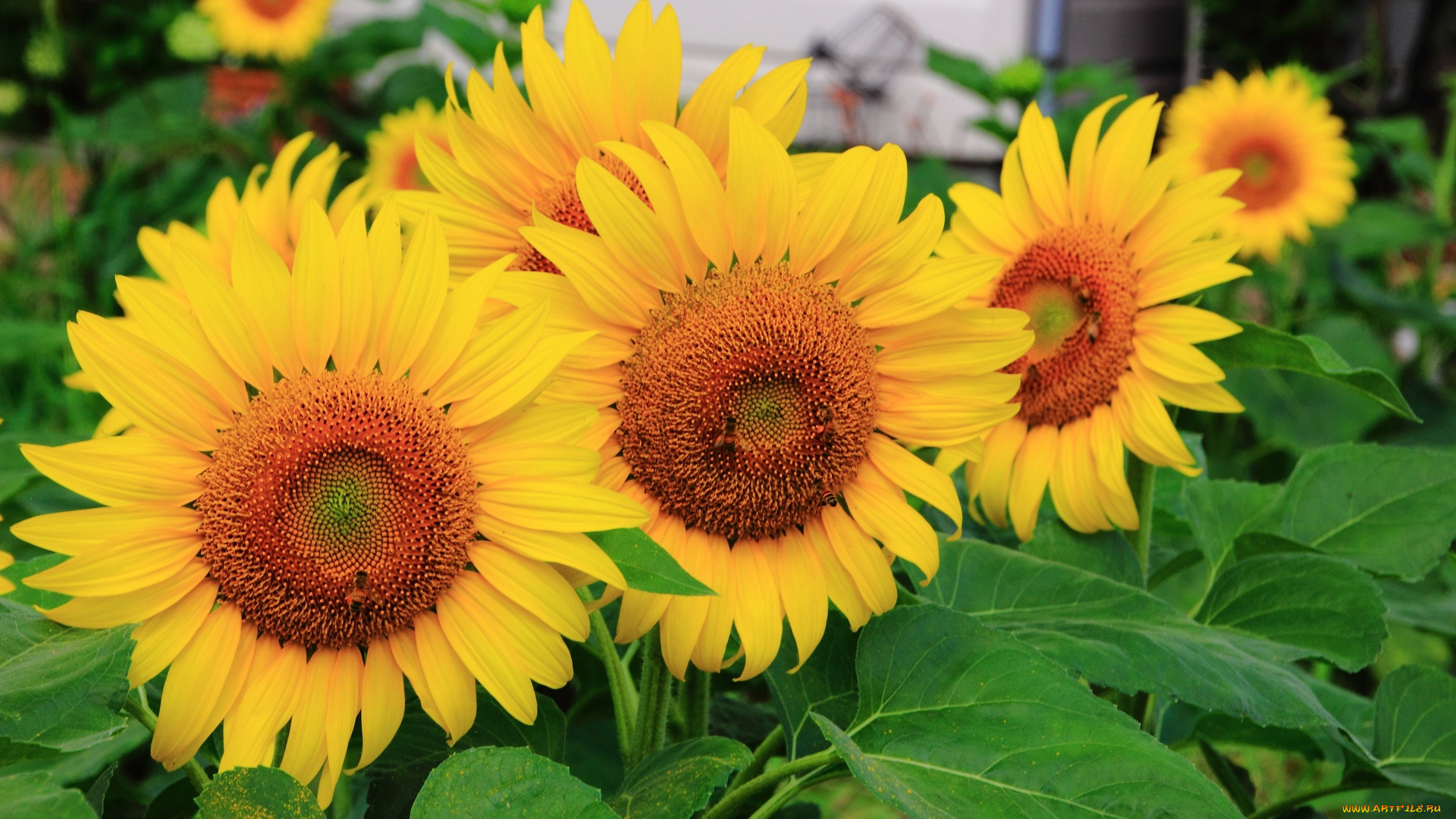 цветы, подсолнухи