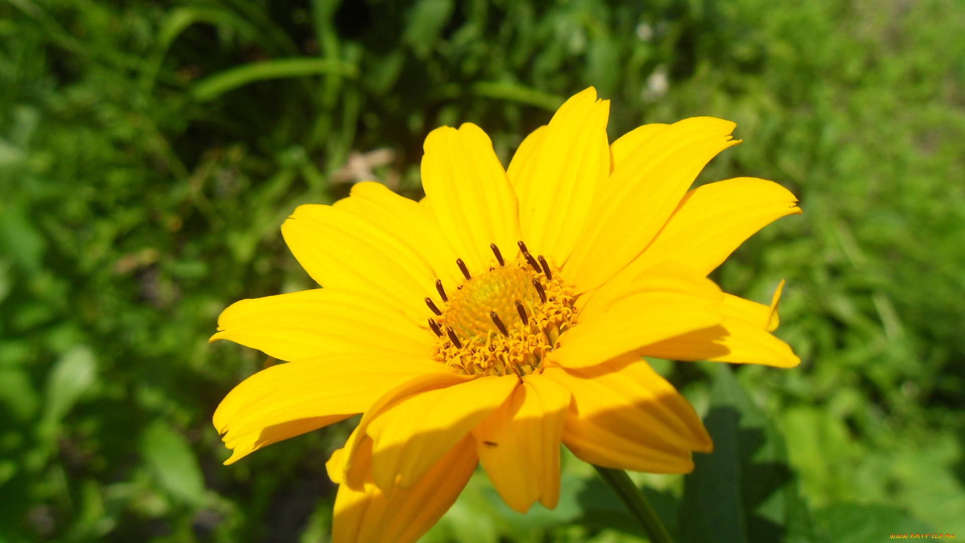 цветы, рудбекия