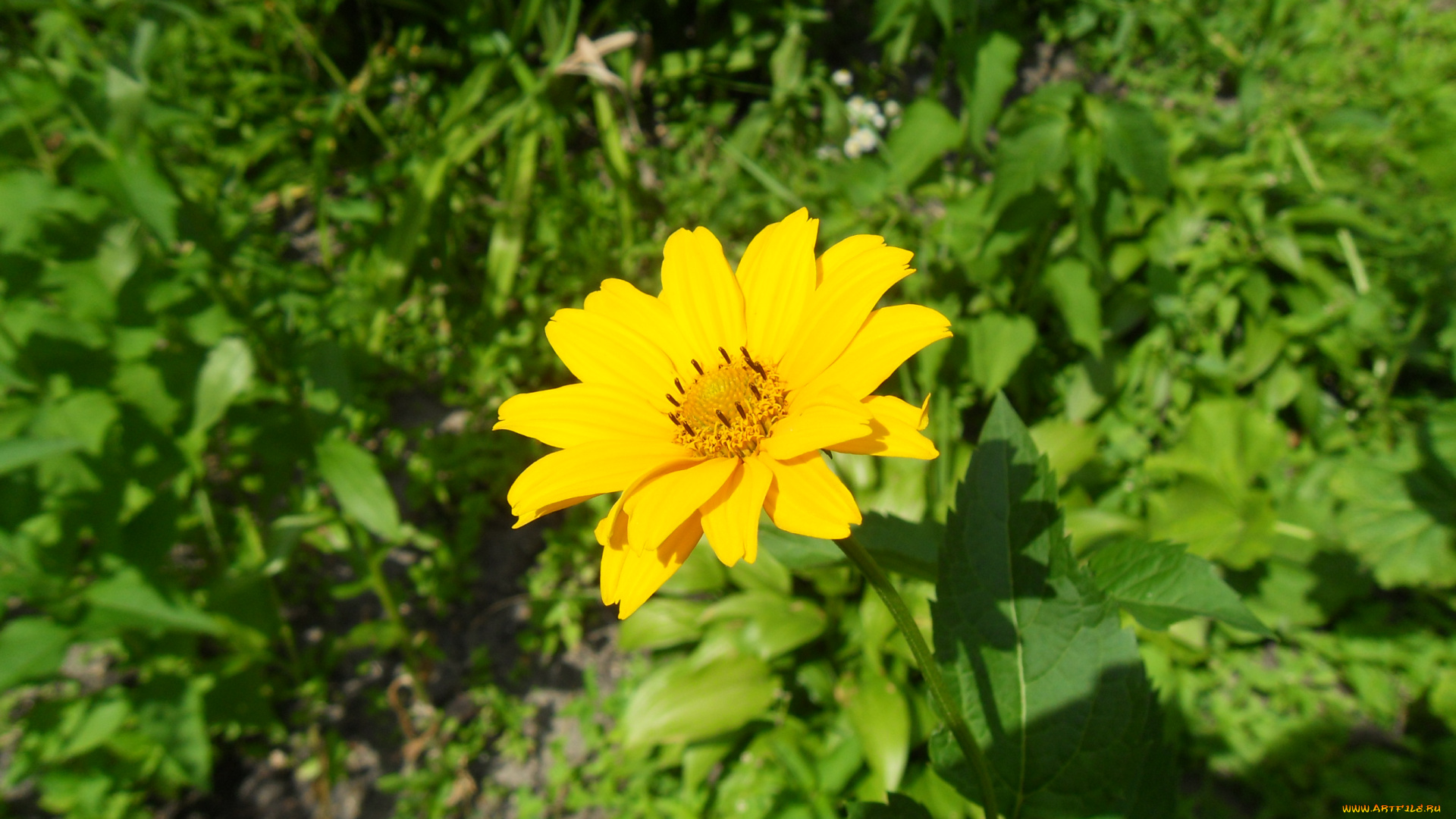 цветы, рудбекия