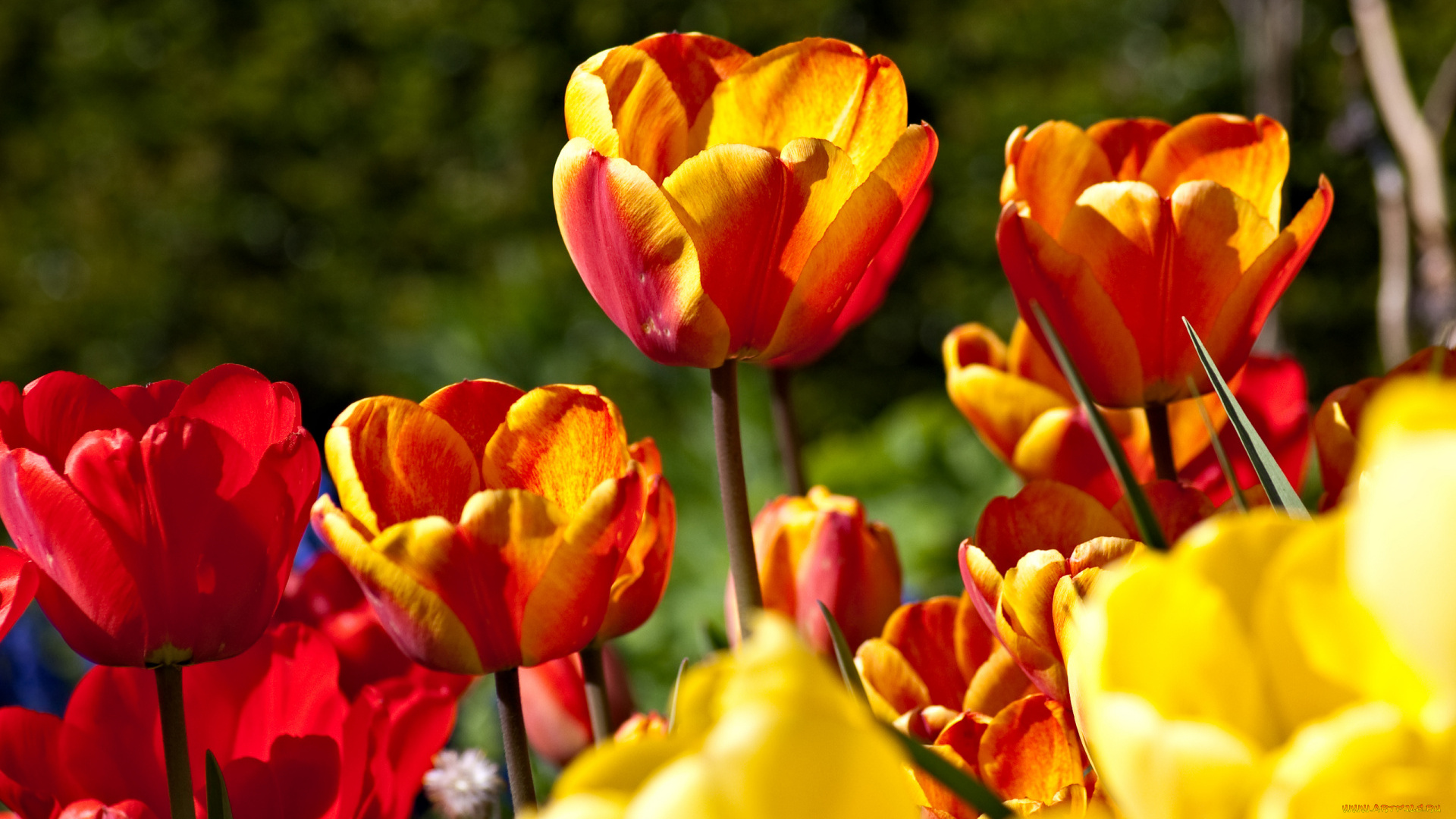 цветы, тюльпаны