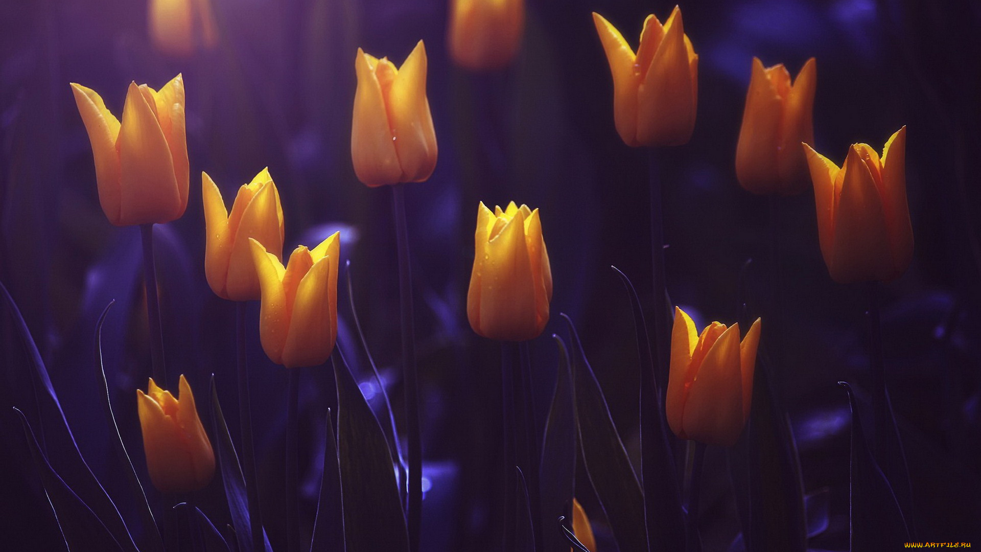 цветы, тюльпаны, юльпаны