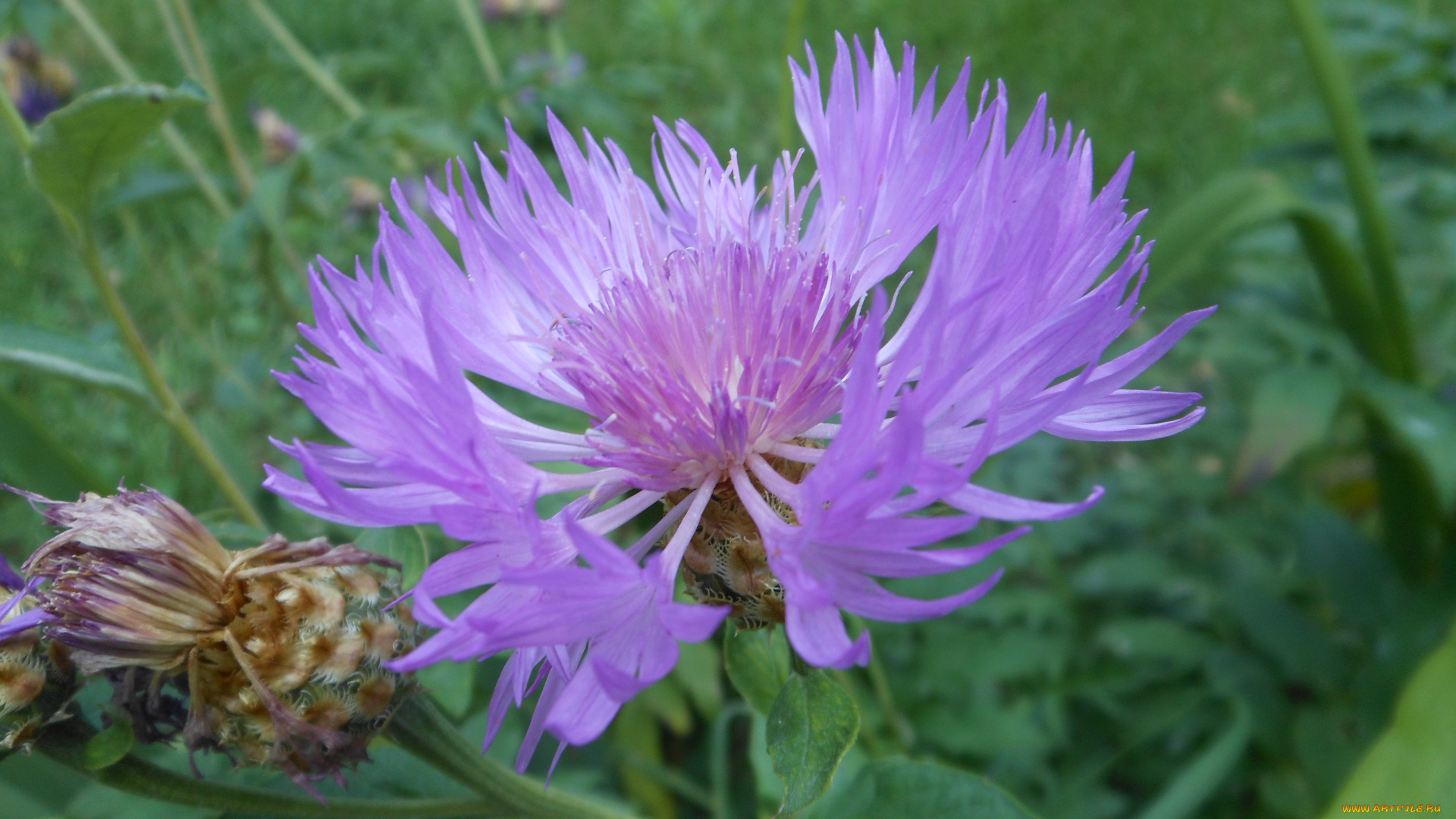 цветы, васильки