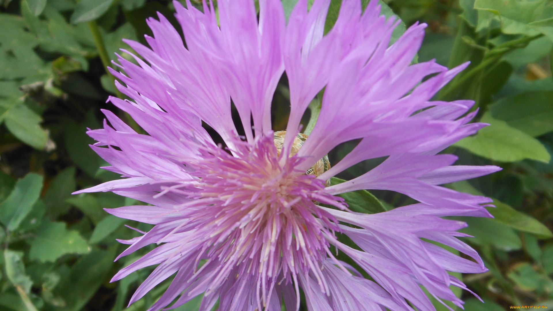 цветы, васильки