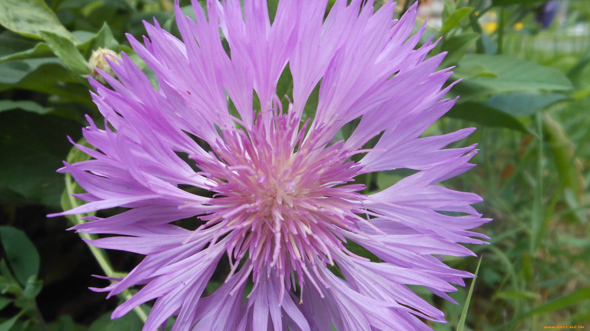 цветы, васильки