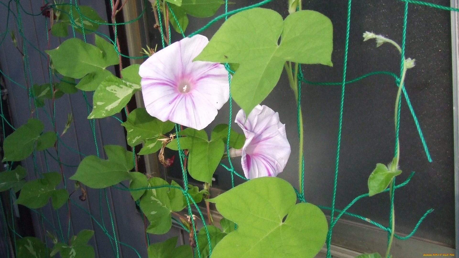 цветы, вьюнки, ипомеи, петуния