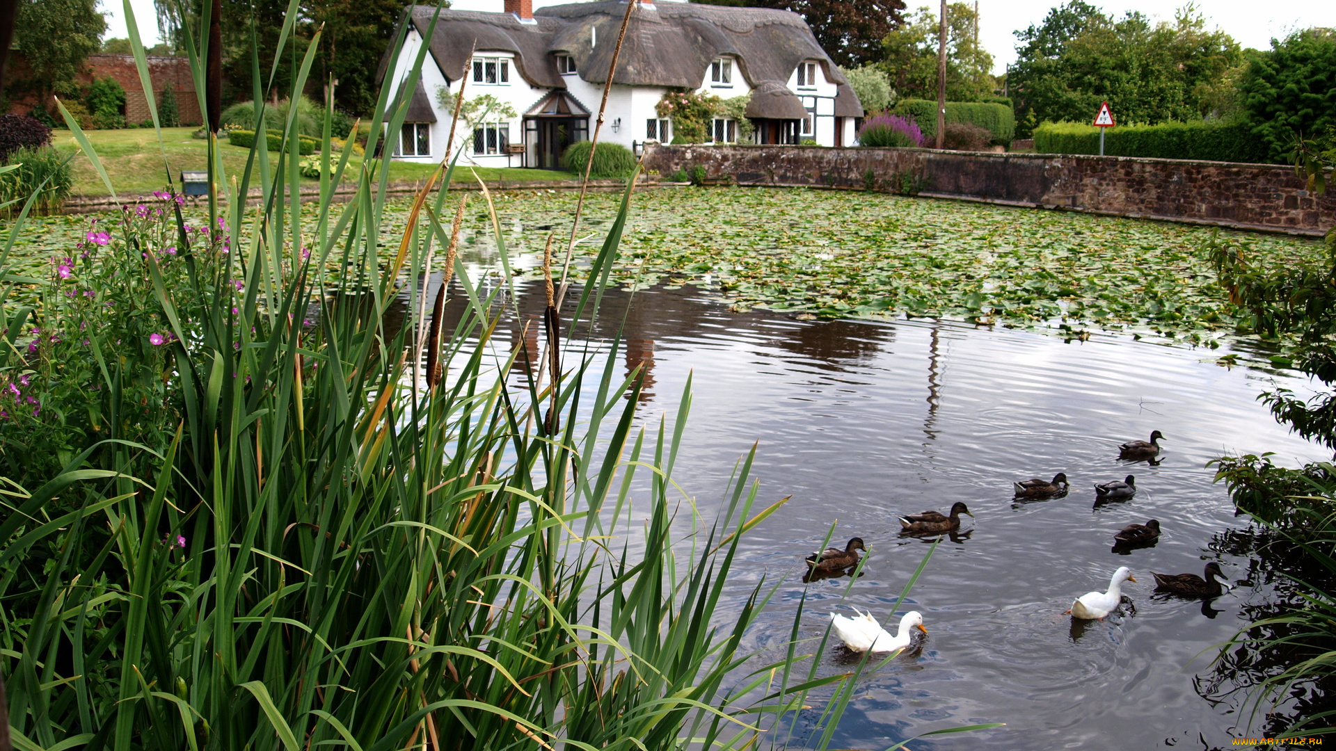 великобритания, шропшир, баджер, города, пейзажи, дом, пруд, утки