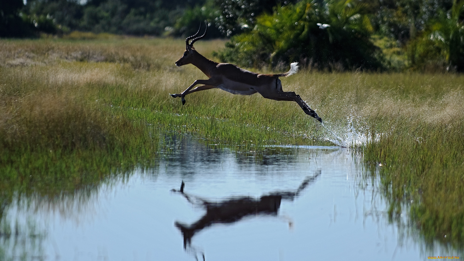 животные, антилопы, вода, трава, лето
