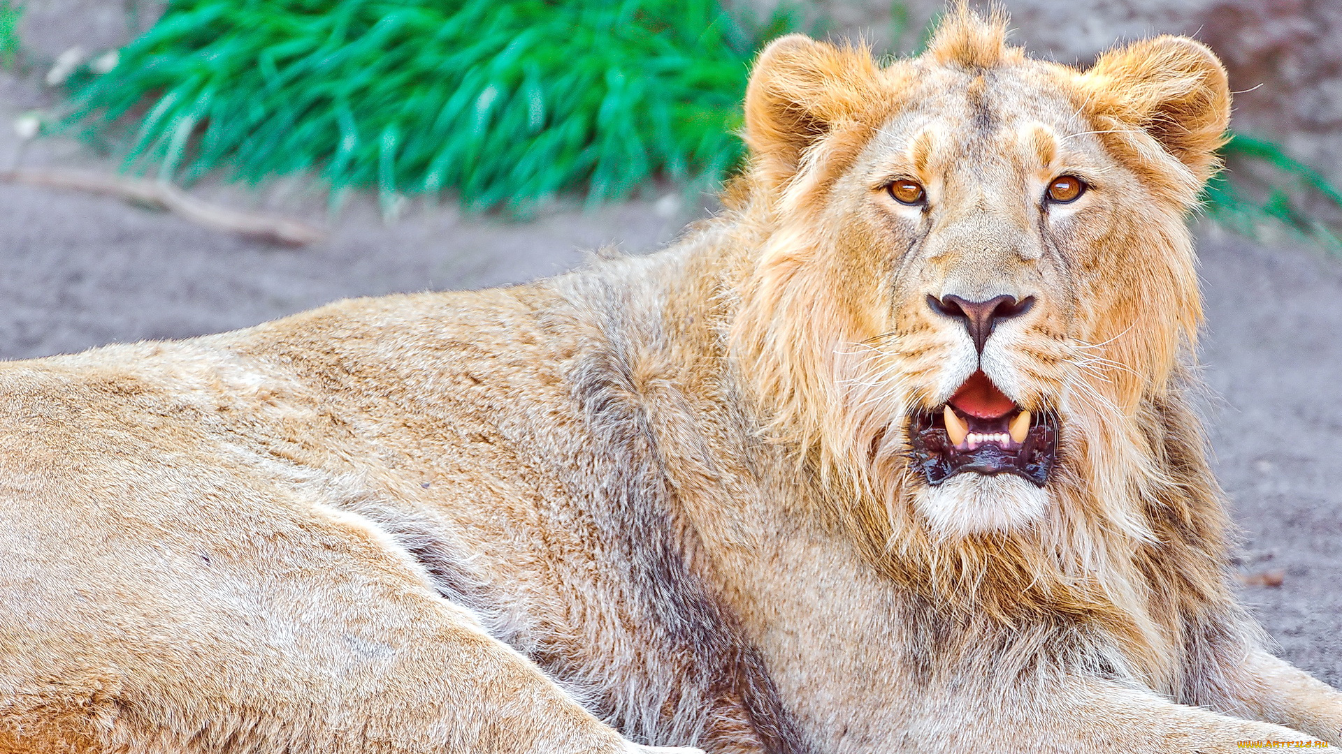 животные, львы, лев, морда, взгляд, отдых