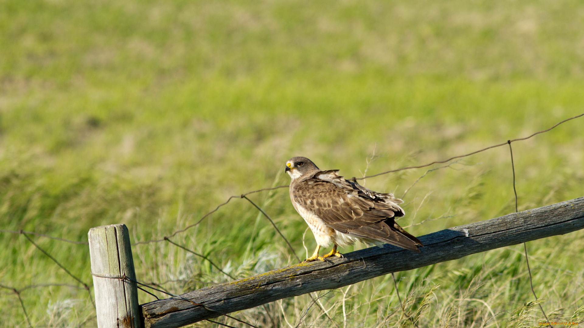 животные, птицы, хищники, забор