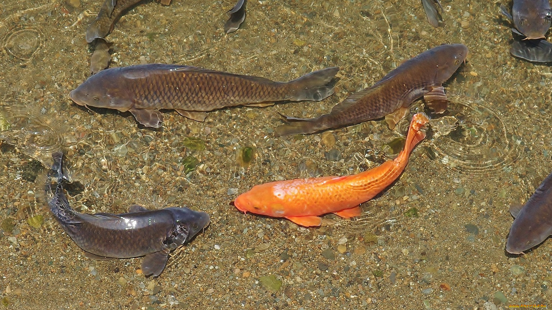 животные, рыбы