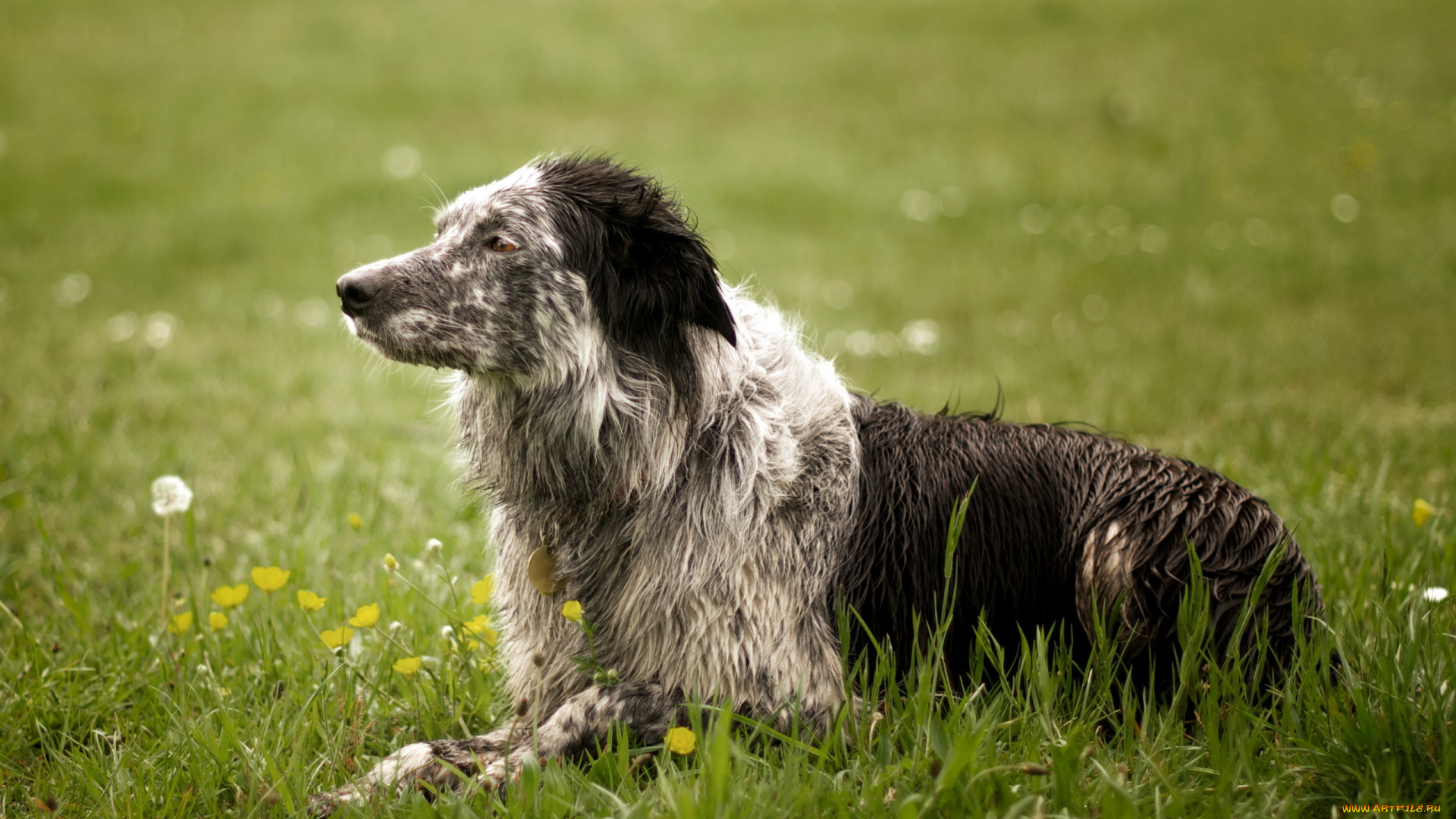 животные, собаки, трава, собака, лето