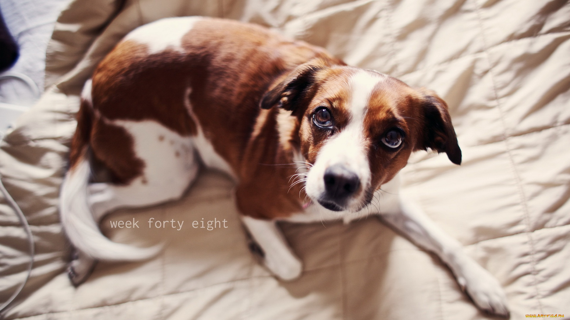 животные, собаки, уют, дом