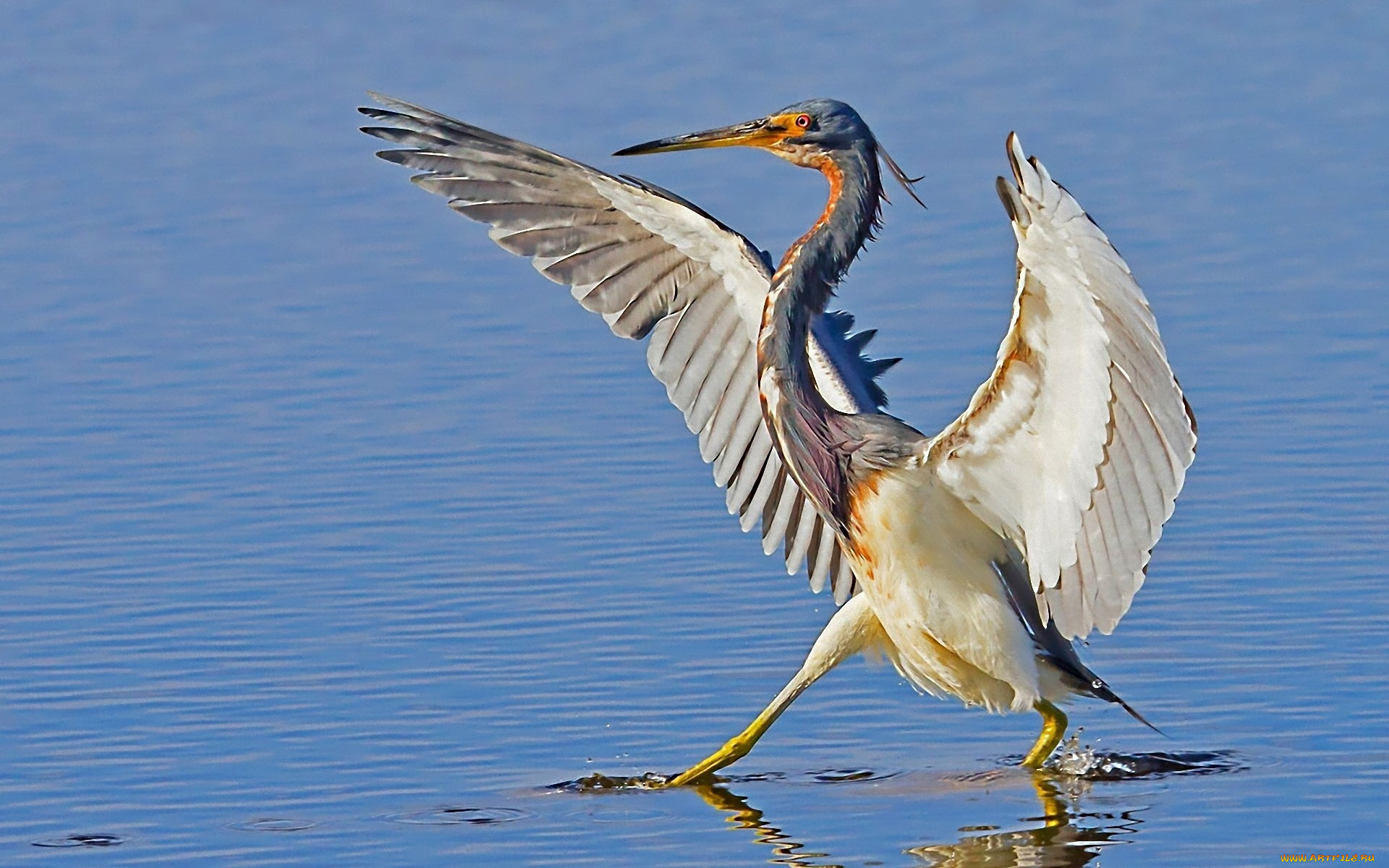 животные, цапли, крылья, вода