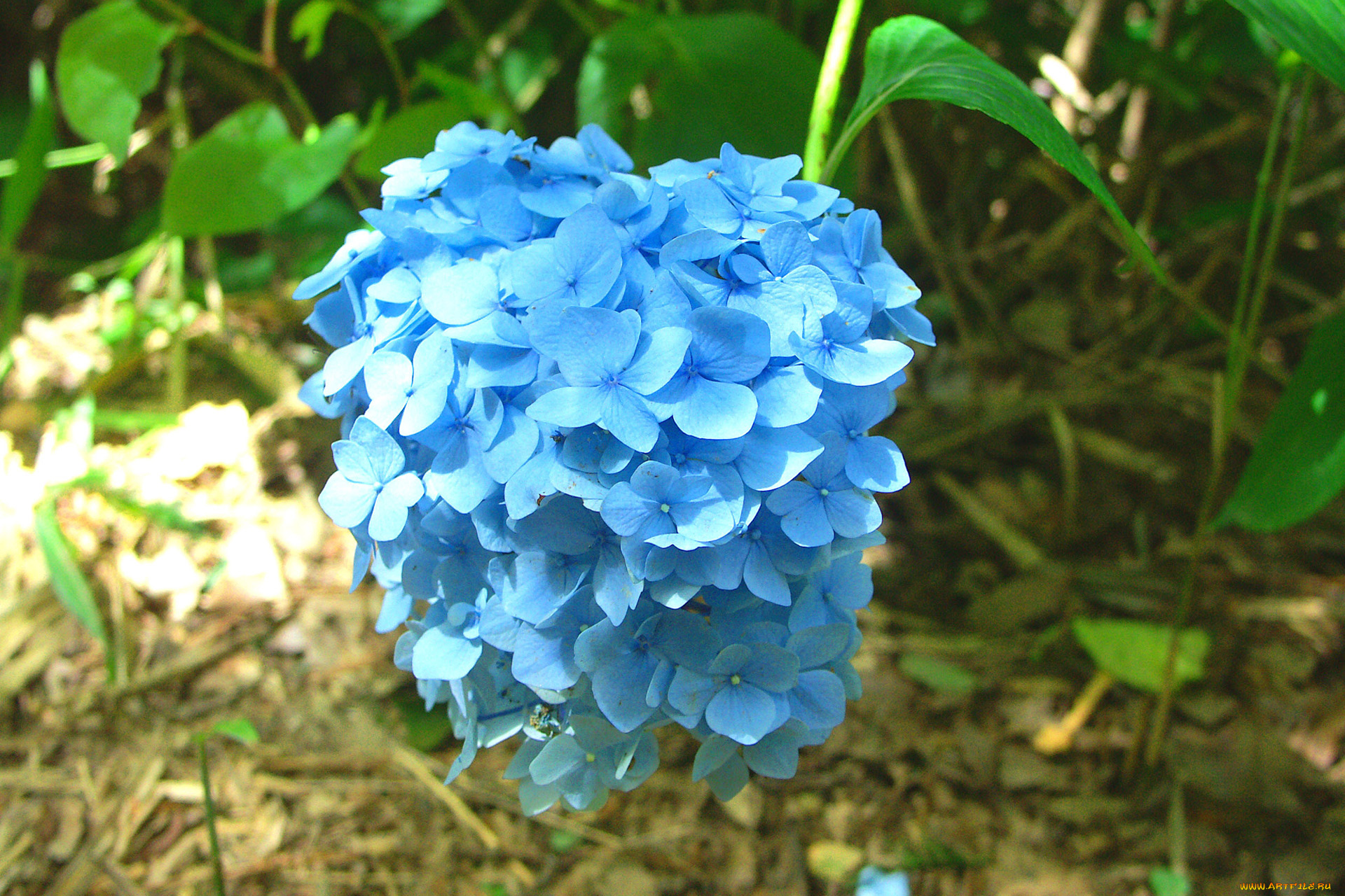 цветы, гортензия