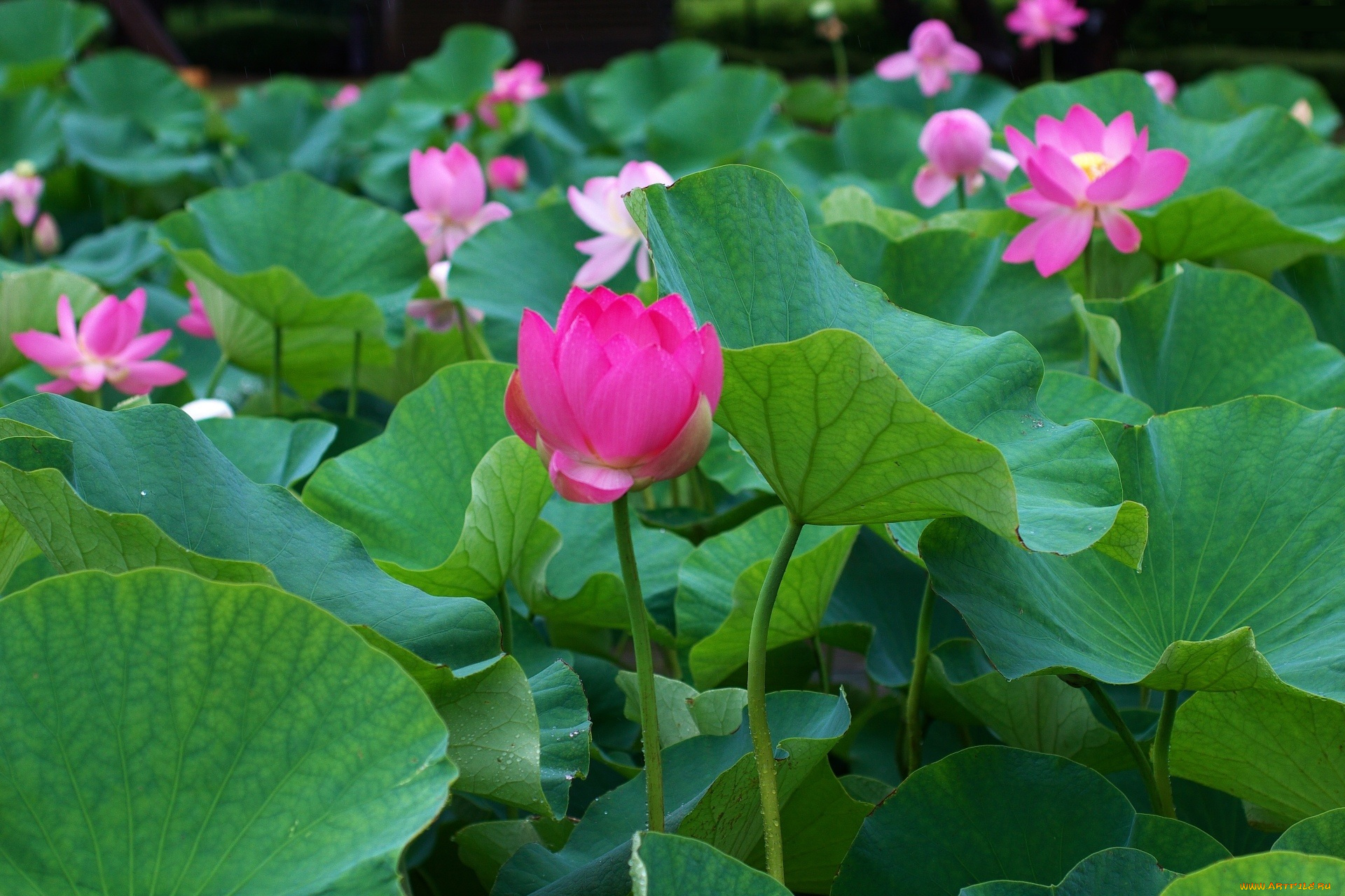 цветы, лотосы