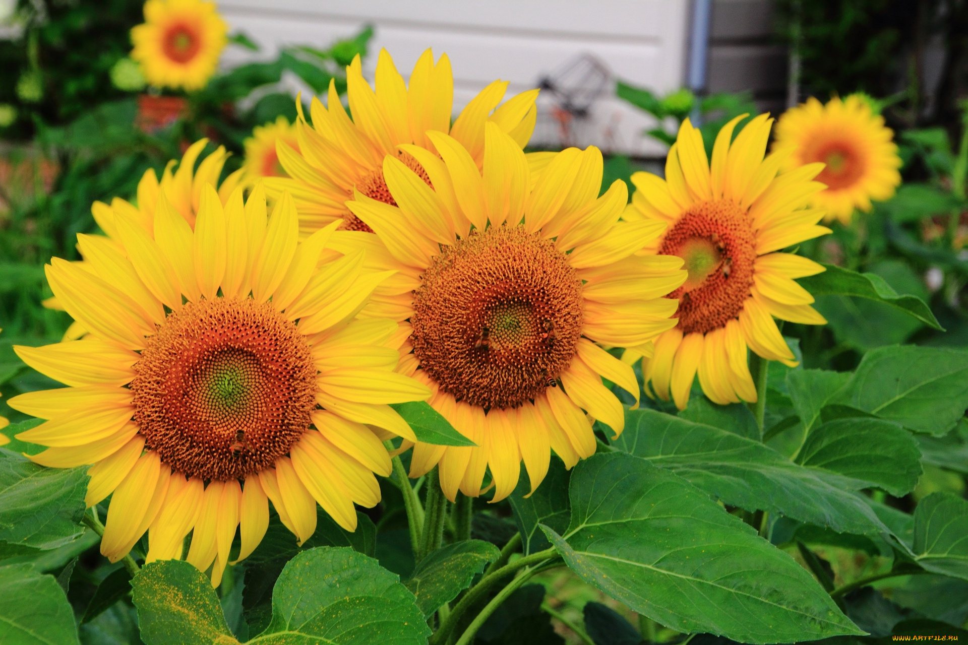 цветы, подсолнухи