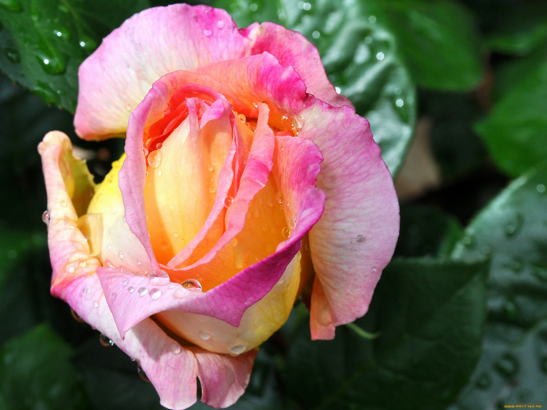 цветы, розы, роза