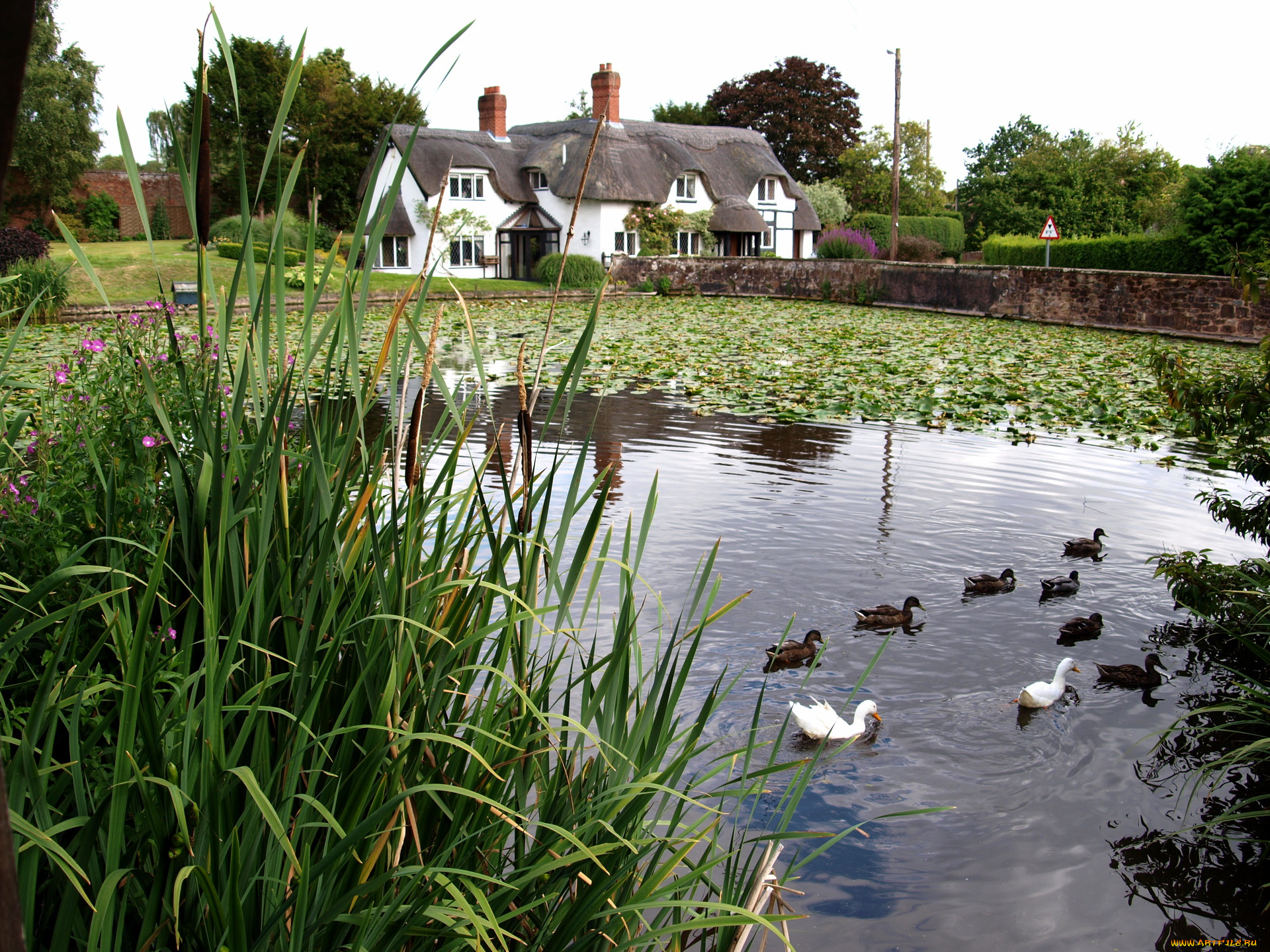 великобритания, шропшир, баджер, города, пейзажи, дом, пруд, утки