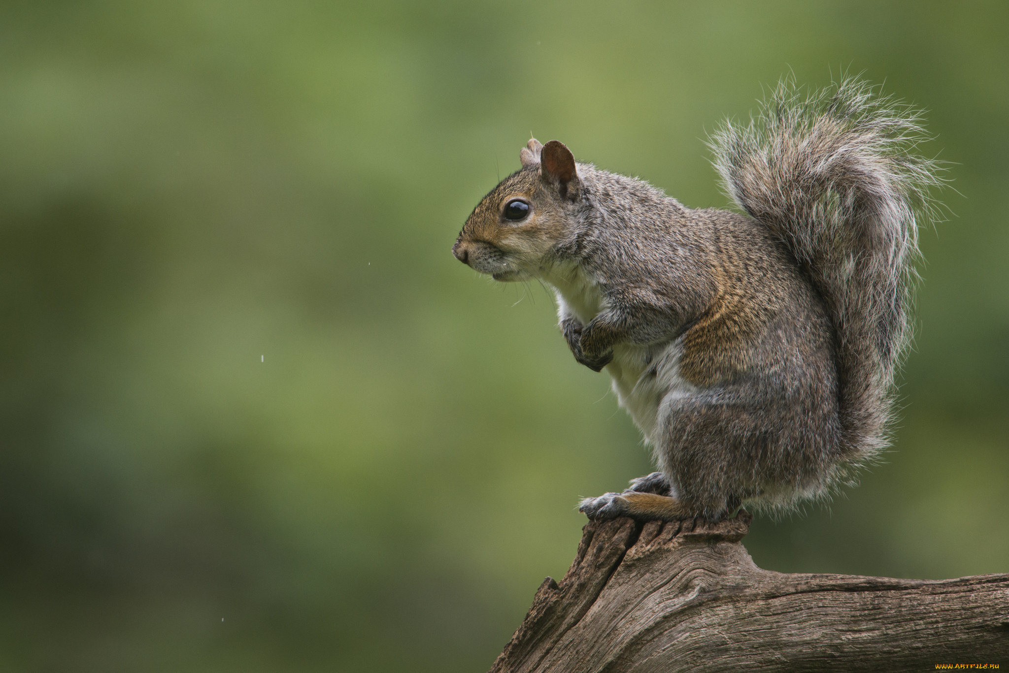 животные, белки, ветка